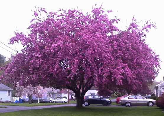 Cherry Tree